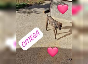 Malinois-Mix Welpe  Omega(Mädel) möchte Rumänien ganz schnell verlassen