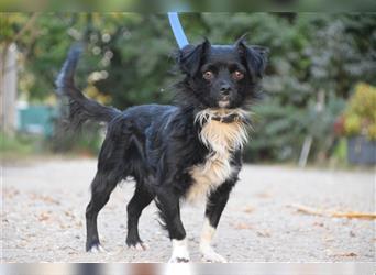 Banksy, kleiner, süßer, lieber Hundemann auf Pflegestelle in 53797 Lohmar