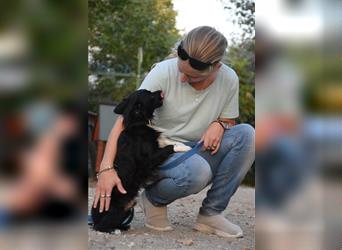 Banksy, kleiner, süßer, lieber Hundemann auf Pflegestelle in 53797 Lohmar