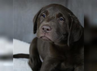 Ein schokobraunes Labrador Mädchen sucht ein neues Zuhause
