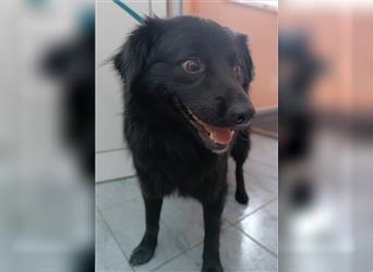 Kroatischer Schäferhund Mischlingsrüde Uno sucht seine Familie