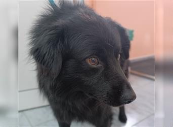 Kroatischer Schäferhund Mischlingsrüde Uno sucht seine Familie