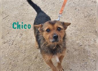 Chico 06/2020 (ESP) - sozialer und liebevoller Yorkshire-Mischling