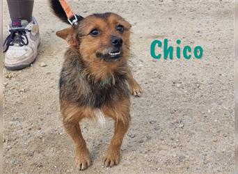 Chico 06/2020 (ESP) - sozialer und liebevoller Yorkshire-Mischling