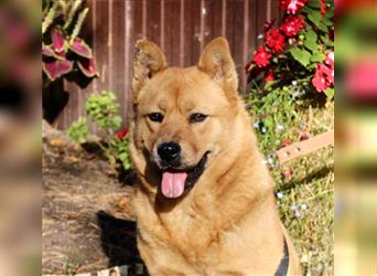 Mixed Chow Chow Gera sucht Familie