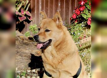 Mixed Chow Chow Gera sucht Familie