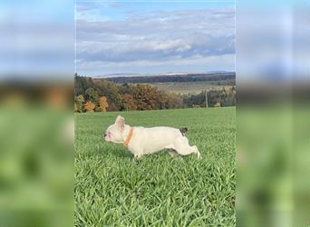 Wundervolle, liebe, freiatmende Französische Bulldogge sucht ein gutes Zuhause