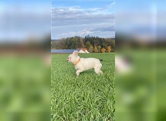 Kiro (Französische Bulldogge, freiatmend) sucht ein fürsorgliches Zuhause