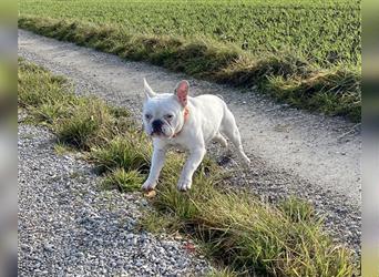 Wundervolle, liebe Französische Bulldogge sucht dringend ein gutes Zuhause