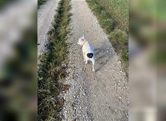 Wundervolle, liebe, freiatmende Französische Bulldogge sucht ein gutes Zuhause