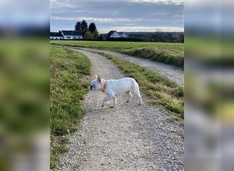 Wundervolle, liebe Französische Bulldogge sucht dringend ein gutes Zuhause