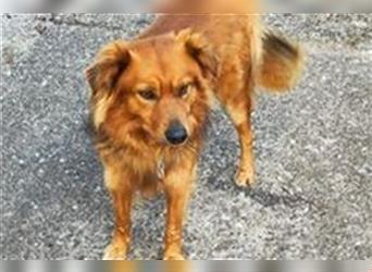 AMIGO - einsamer Hundemann sucht Menschen mit Hundeerfahrung, die ihm eine zweite Chance geben