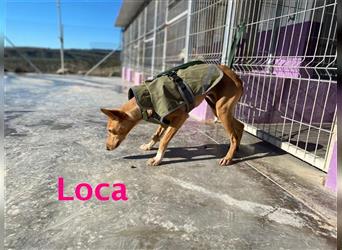 Loca 05/2022 (ESP) - zurückhaltende, verspielte und bewegungsfreudige Podenca!