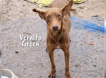 Vernita Green 09/17 (ESP) - sanfte und verträgliche Podenca sucht einfühlsames Zuhause