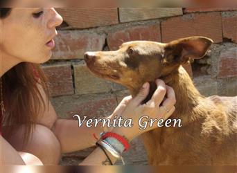 Vernita Green 09/17 (ESP) - sanfte und verträgliche Podenca sucht einfühlsames Zuhause