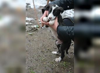 Kleiner Hundemann „Keks“, ca. 09.2023 geboren, sucht Körbchen