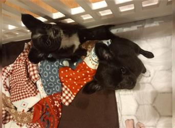 Zwei süße kleine Chihuahuamädchen suchen liebe Familie oder Lieblingsmensch  zur Gründung eine WG.