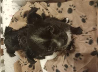 Zwei süße kleine Chihuahuamädchen suchen liebe Familie oder Lieblingsmensch  zur Gründung eine WG.
