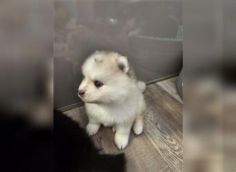 Pomsky F2 bis 7kg Zwergspitz Husky Pomeranian Minihusky blaue Augen