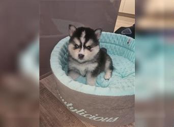 Pomsky F2 bis 7kg Zwergspitz Husky Pomeranian Minihusky blaue Augen