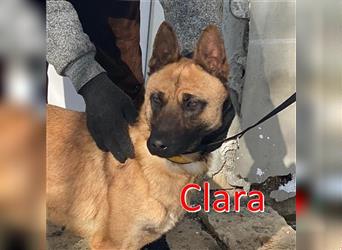 CLARA ❤ EILIG! sucht Zuhause oder Pflegestelle