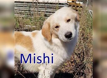 MISHI ❤ sucht Zuhause oder Pflegestelle