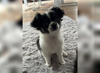 Langhaar Chihuahua Welpen