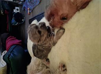 Wunderbare Cairn Terrier Jungs suchen Ihr neues Zuhause