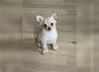 Langhaar Chihuahua Welpen Rüden suchen Dich!