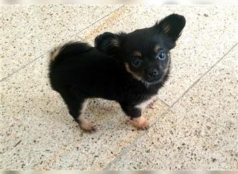 Langhaar Chihuahua Welpen Rüden suchen Dich!