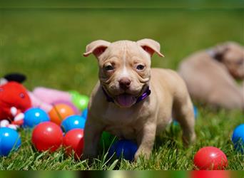 Reinrassige Pocket American Bully Welpen mit ABKC Papiere auf Familiensuche