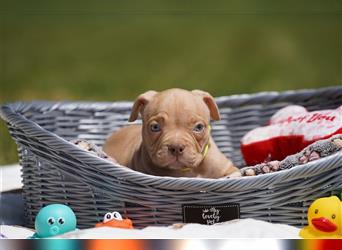 Reinrassige Pocket American Bully Welpen mit ABKC Papiere auf Familiensuche