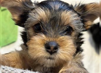 2 Yorkshire-Terrier-Welpen suchen neu Familien