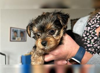 Yorkshire-Terrier-Welpen suchen neu Familien