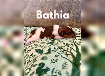 Bathia