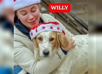 Willy - ein Setterjunge auf Schmusekurs