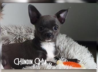 Chihuahua Welpen mit Ahnentafel