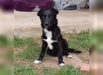 Rajani-Terrier-Mischling- sucht ein Zuhause
