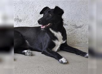 Rajani-Terrier-Mischling- sucht ein Zuhause