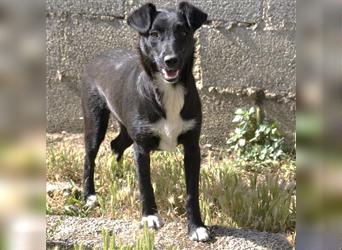 Rajani-Terrier-Mischling- sucht ein Zuhause