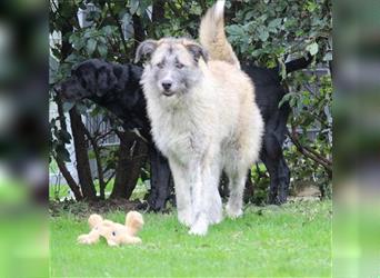 Samira - liebe und freundliche Greyhoundmix-Hündin / auf Pflegestelle in Wesel