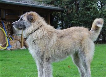 Samira - liebe und freundliche Greyhoundmix-Hündin / auf Pflegestelle in Wesel