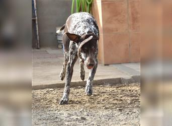 JARABANCIL-echter Traumhund, freundlich, verschmust, sozial