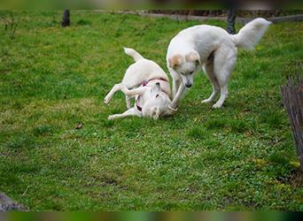 Panna Junior: Labrador Retriever Mischling