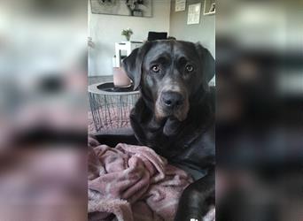 Wurfankündigung Labrador Familienaufzucht mit Liebe