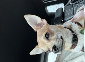 Chihuahua (Kurzhaar) - Deckrüde