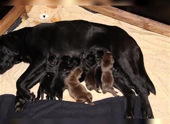 Bildhübsche braune Labradorwelpen mit Papieren (Wurfankündigung) zu Ende Februar