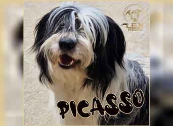 PICASSO - Bearded Collie Mix