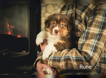 Rune sucht ein liebevolles Zuhause!
