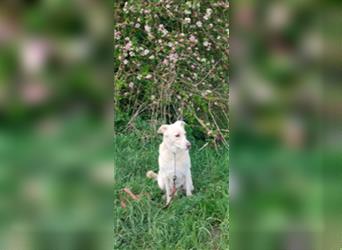Eine sehr liebe und schöne weiße Atlas Berghund (Mischling)